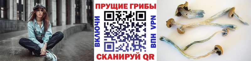 Псилоцибиновые грибы Psilocybine cubensis  Кольчугино 